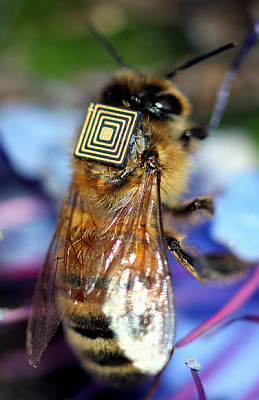 honey bee monitor device