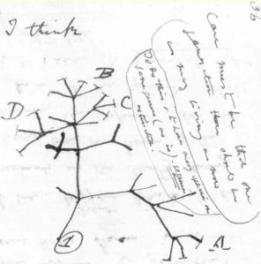 Darwin's Original Sketch of the Tree of Life, 1837