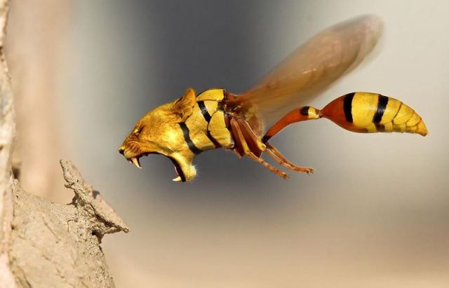 angry-wasp