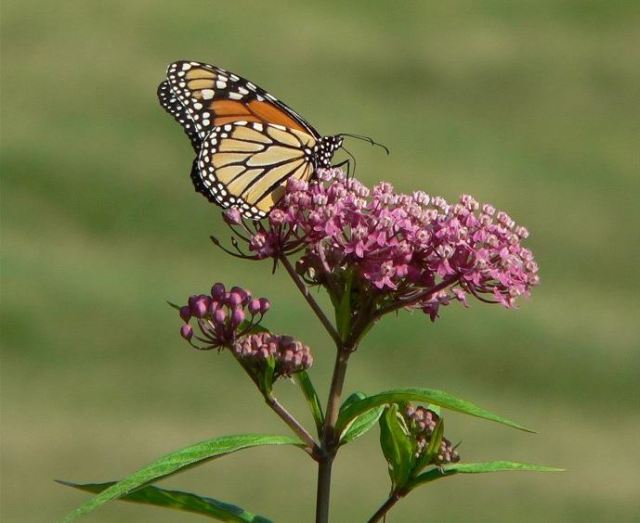 milkweed-and-monarch